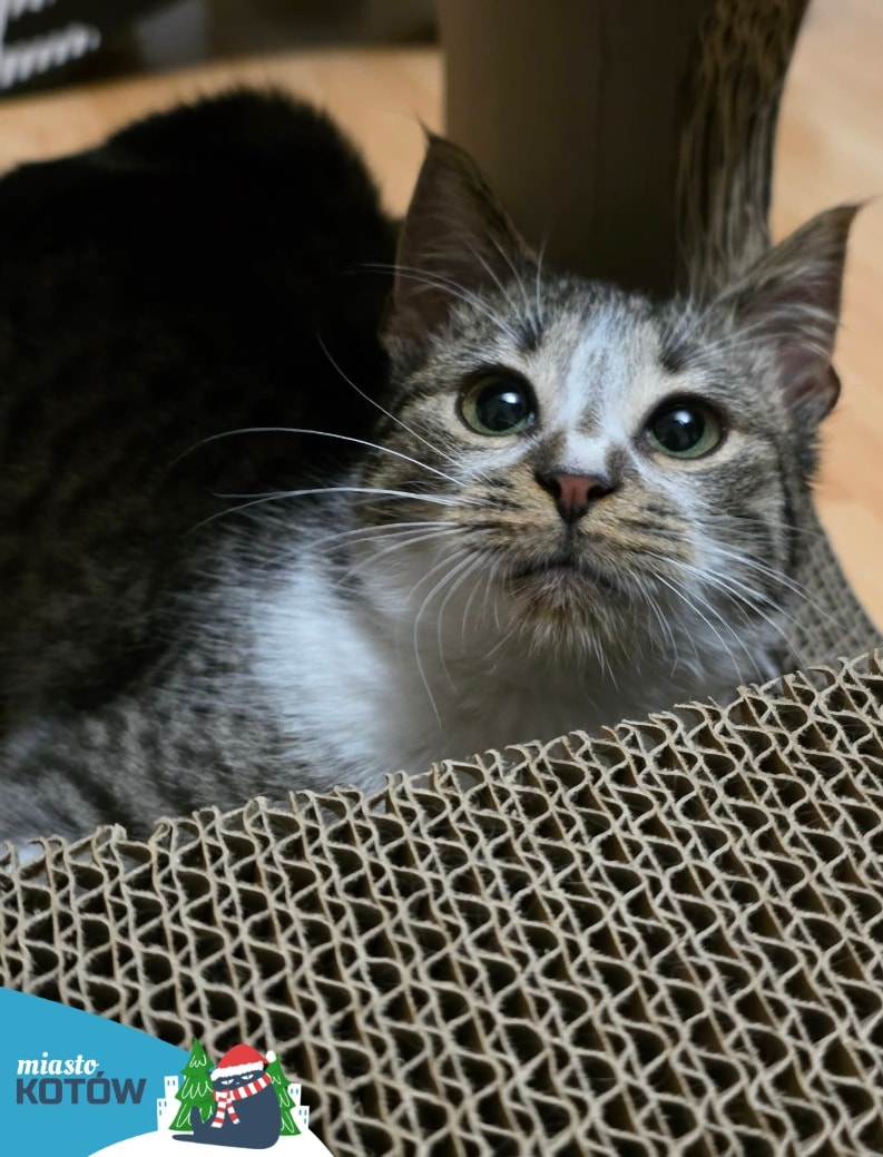 Matylda Sylwestrowo 🐱

W imieniu swoim i wszystkich naszych podopiecznych - byłych i obecnych - DZIĘKUJEMY!

✨️Za to, że byliście z nami przez cały rok;
✨️Za wsparcie $;
✨️Za udostępnienia i komentarze;
✨️Za  1,5%.

Dziękujemy Wam wszystkim i każdemu z osobna💙