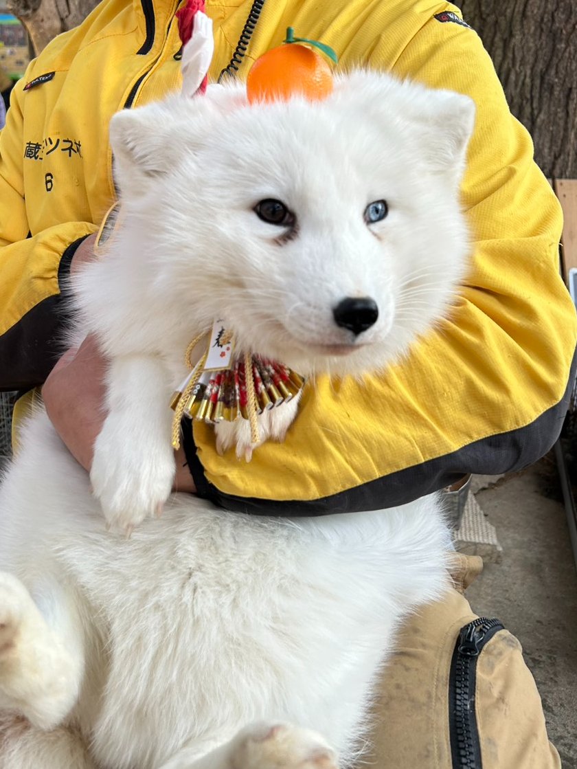 宮城蔵王キツネ村(公式)🦊 (@kon_fox_village) / Posts / X