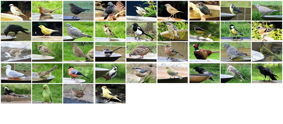 x 1 Meter Corten Steel Water Bowl
x 2 Vicarage Gardens (Dunston + Seaton Sluice)
x 40 Birds now photographed using it
added a couple of ticks this year including a
Crested Canary!