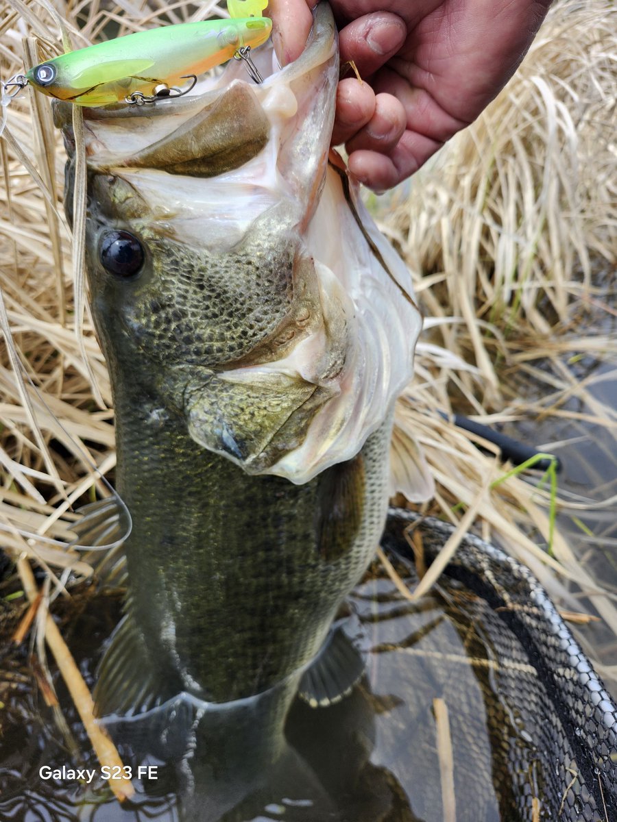 M17145171's tweet image. 今年はロクマル釣って50もポロポロ釣れて釣果的には満足☺
年末にトラウトの楽しさも覚えてしまったので来年も忙しくなりそう🤣
#今年のベスト釣果を4枚で振り返る
#DIVISER
#DEELAKEODER 
#Hoozeで自己ベスト
#スタッフ冥利