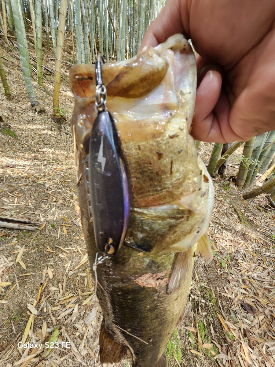 M17145171's tweet image. 今年はロクマル釣って50もポロポロ釣れて釣果的には満足☺
年末にトラウトの楽しさも覚えてしまったので来年も忙しくなりそう🤣
#今年のベスト釣果を4枚で振り返る
#DIVISER
#DEELAKEODER 
#Hoozeで自己ベスト
#スタッフ冥利