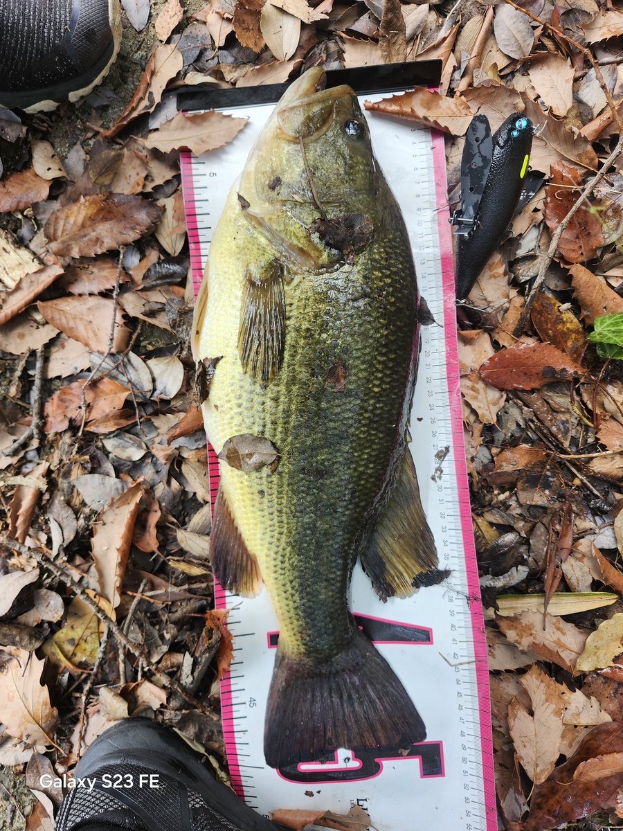 M17145171's tweet image. 今年はロクマル釣って50もポロポロ釣れて釣果的には満足☺
年末にトラウトの楽しさも覚えてしまったので来年も忙しくなりそう🤣
#今年のベスト釣果を4枚で振り返る
#DIVISER
#DEELAKEODER 
#Hoozeで自己ベスト
#スタッフ冥利