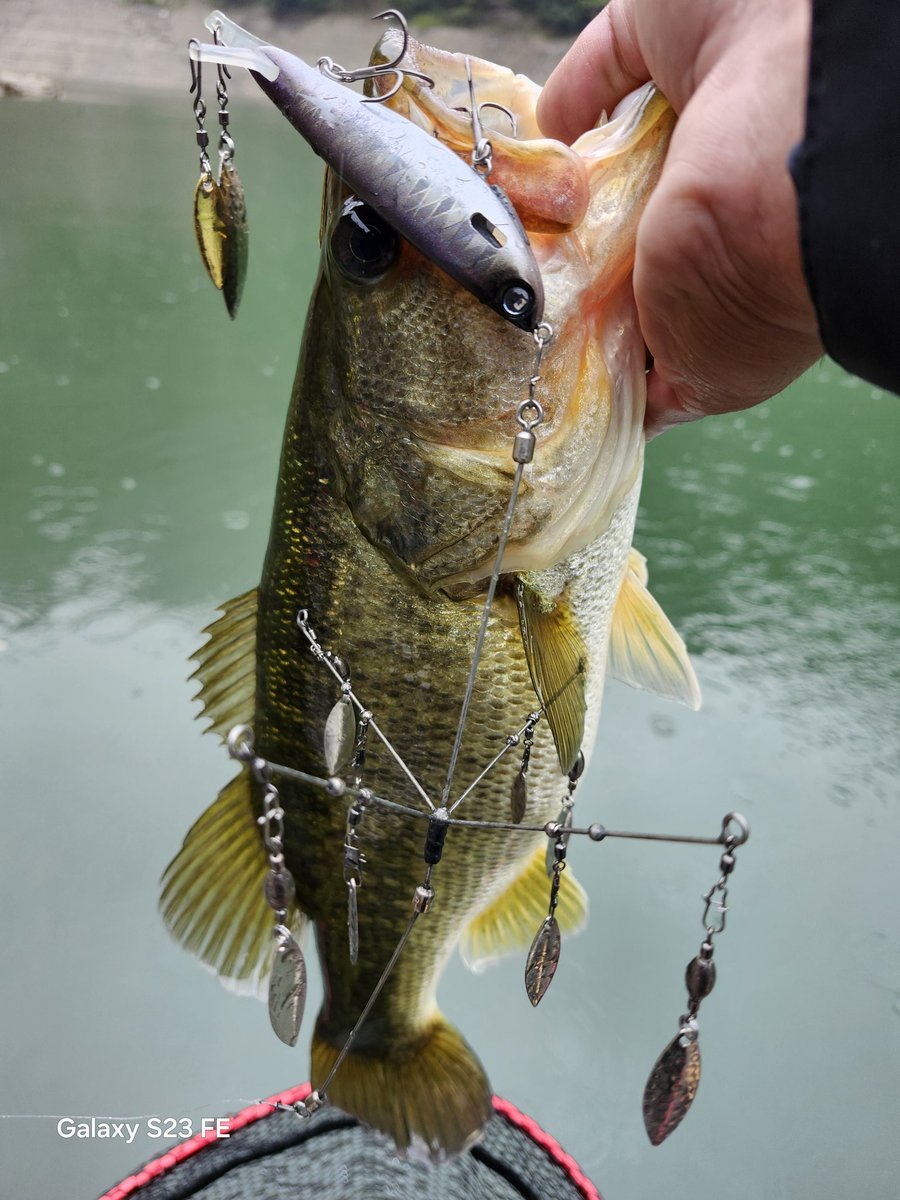 M17145171's tweet image. 今年はロクマル釣って50もポロポロ釣れて釣果的には満足☺
年末にトラウトの楽しさも覚えてしまったので来年も忙しくなりそう🤣
#今年のベスト釣果を4枚で振り返る
#DIVISER
#DEELAKEODER 
#Hoozeで自己ベスト
#スタッフ冥利