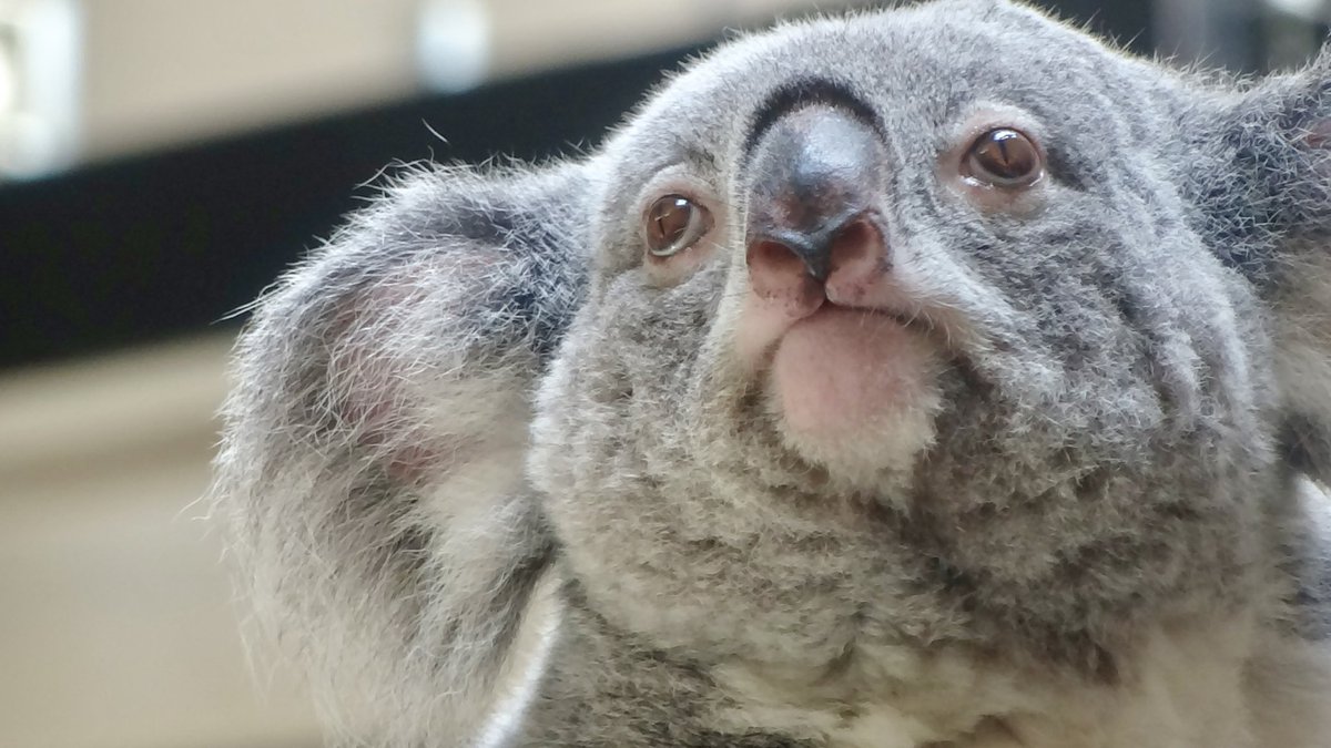 この歳になって動物園の年パスを持つことになるとは！ 今年最初に行っ