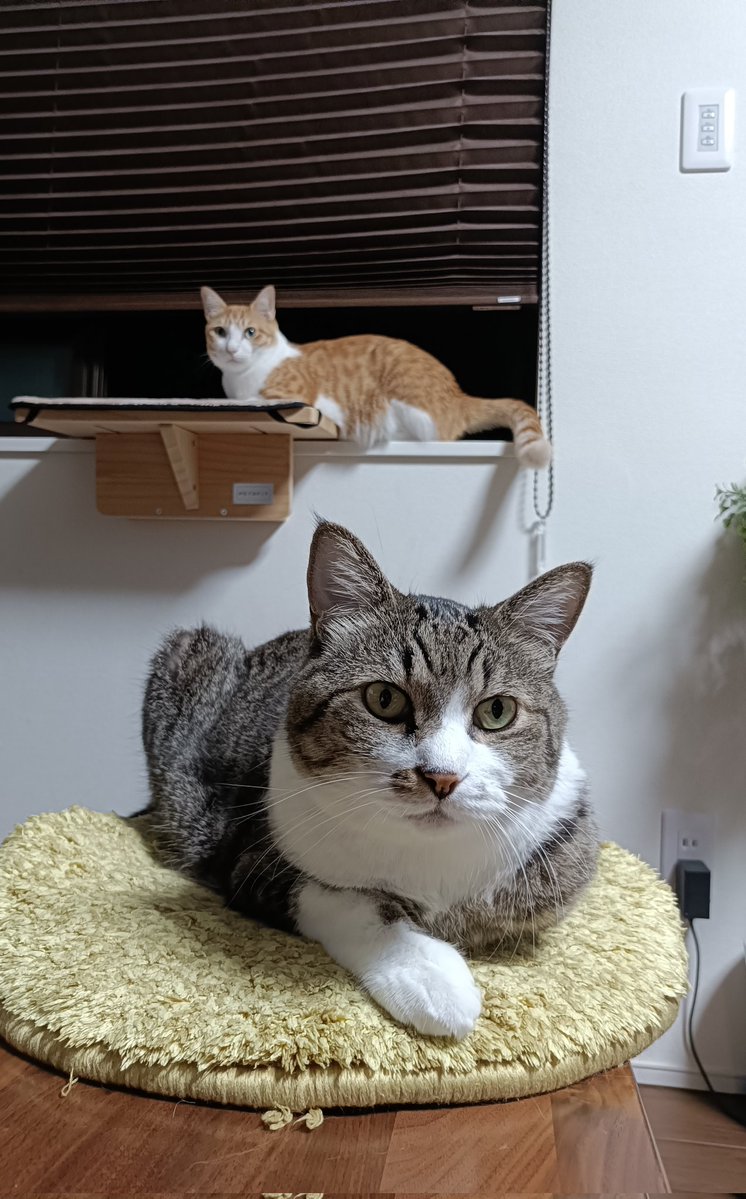 まめたろ (@kuromametaro620) / Posts / X