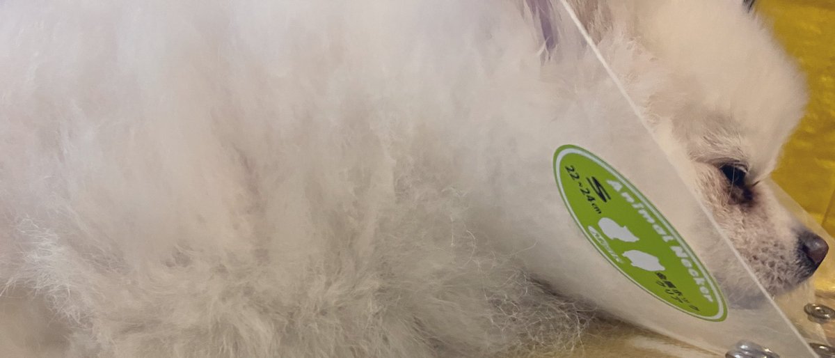 ルシファーオリパ@補填はサーロイン tweet media