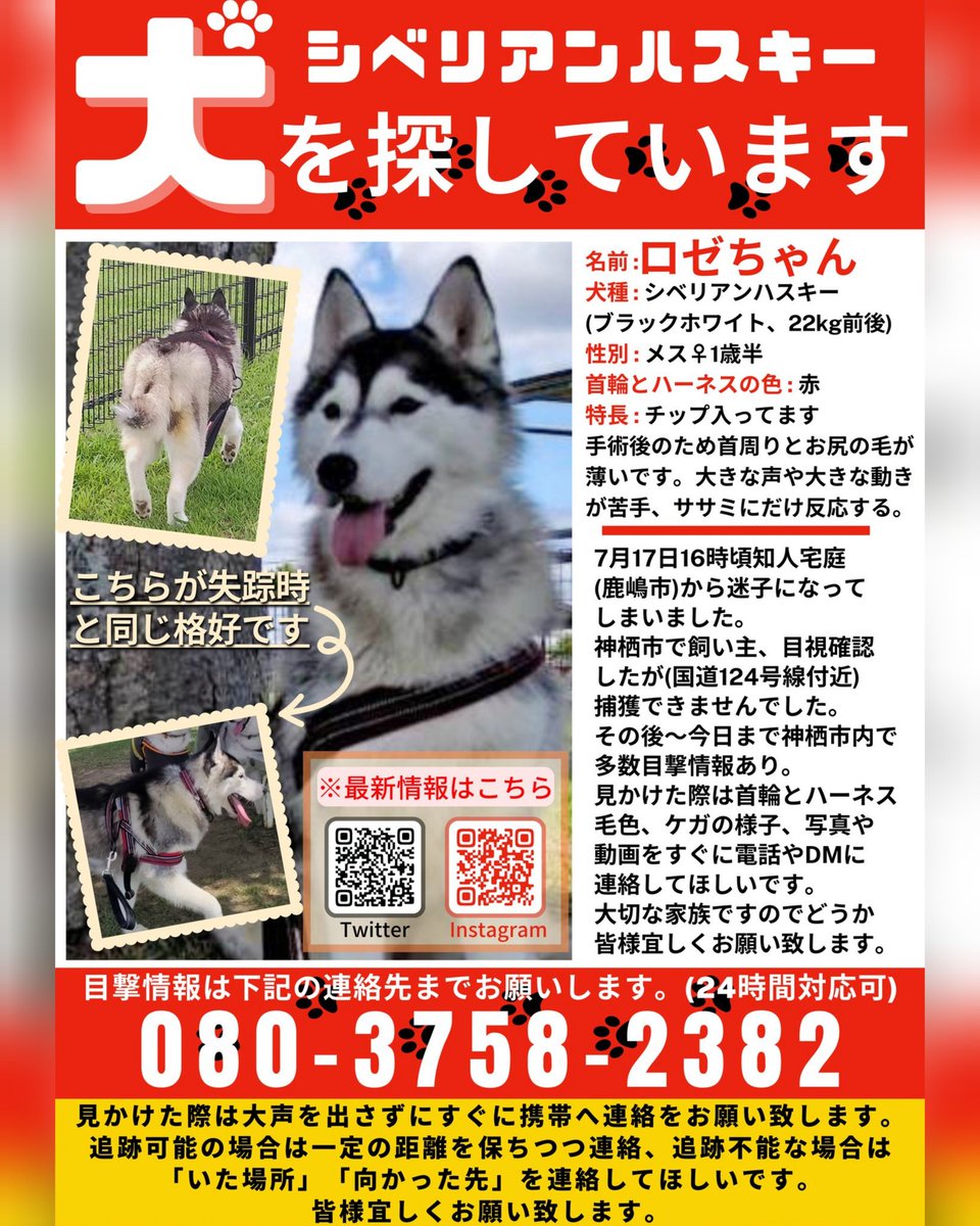 ロゼまま@迷子犬捜索中/茨城県神栖市 tweet media