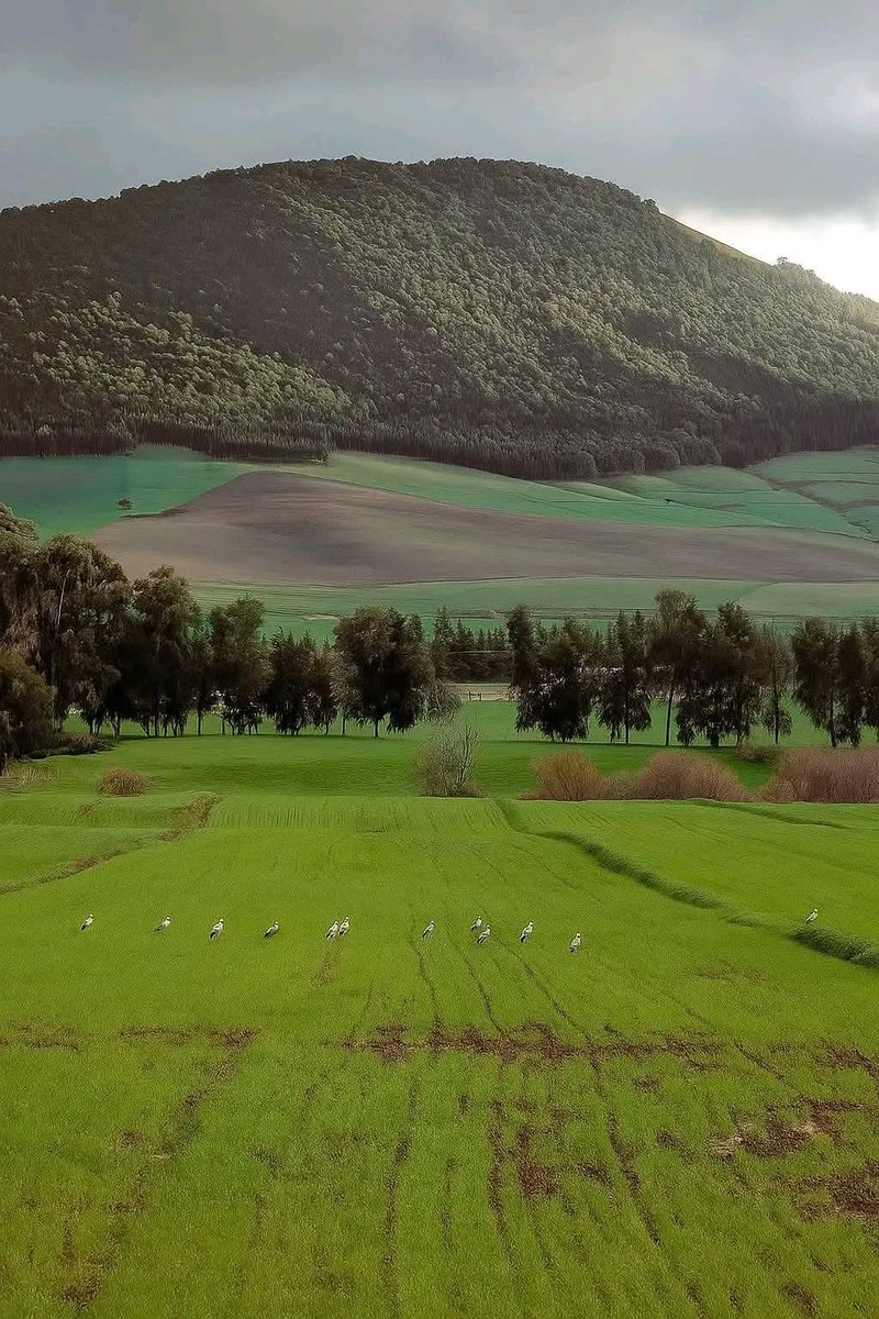 الطبيعة في الجزائر غير عادية 🇩🇿❤

غابة بني وكدن