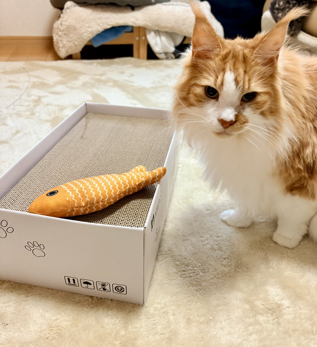 nonbirierin's tweet photo. @MWPO3 さんのプレゼントキャンペーンで当選した爪とぎBOX。
お猫様チェックが終了。
年末に嬉しいことがありました。
ありがとうございます!(´▽｀) https://t.co/LddFCWxlbQ
