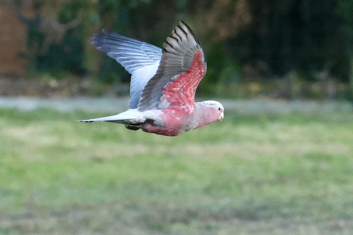 Julian10313910's tweet photo. Galah
#Australia
#springcreek https://t.co/CPEFF1xkdP