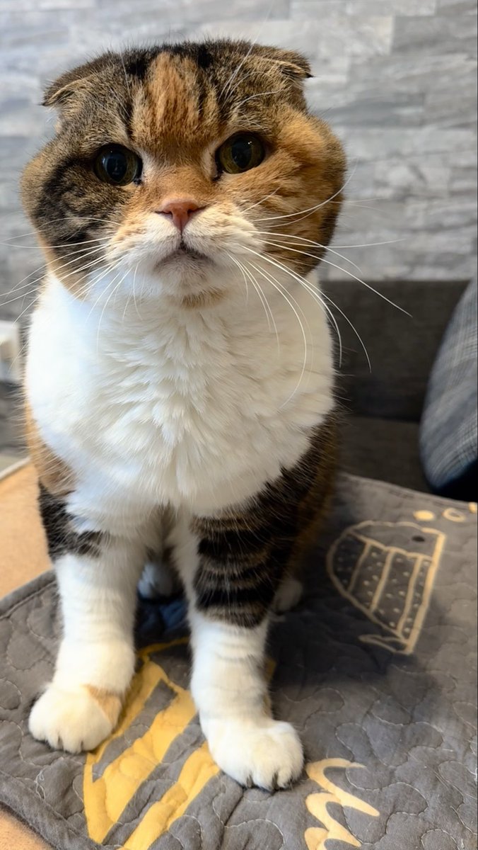 TurutanMumu's tweet photo. 皆さん今年もありがとうございました😊来年この子達それぞれ元気に18歳を迎えたいと思っています😻
良いお年を…🐈🐈‍⬛

＃猫好きさんと繋がりたい https://t.co/rrKNjOL8xD