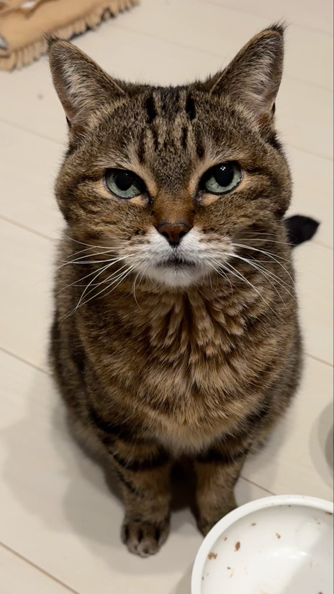 TurutanMumu's tweet photo. 皆さん今年もありがとうございました😊来年この子達それぞれ元気に18歳を迎えたいと思っています😻
良いお年を…🐈🐈‍⬛

＃猫好きさんと繋がりたい https://t.co/rrKNjOL8xD