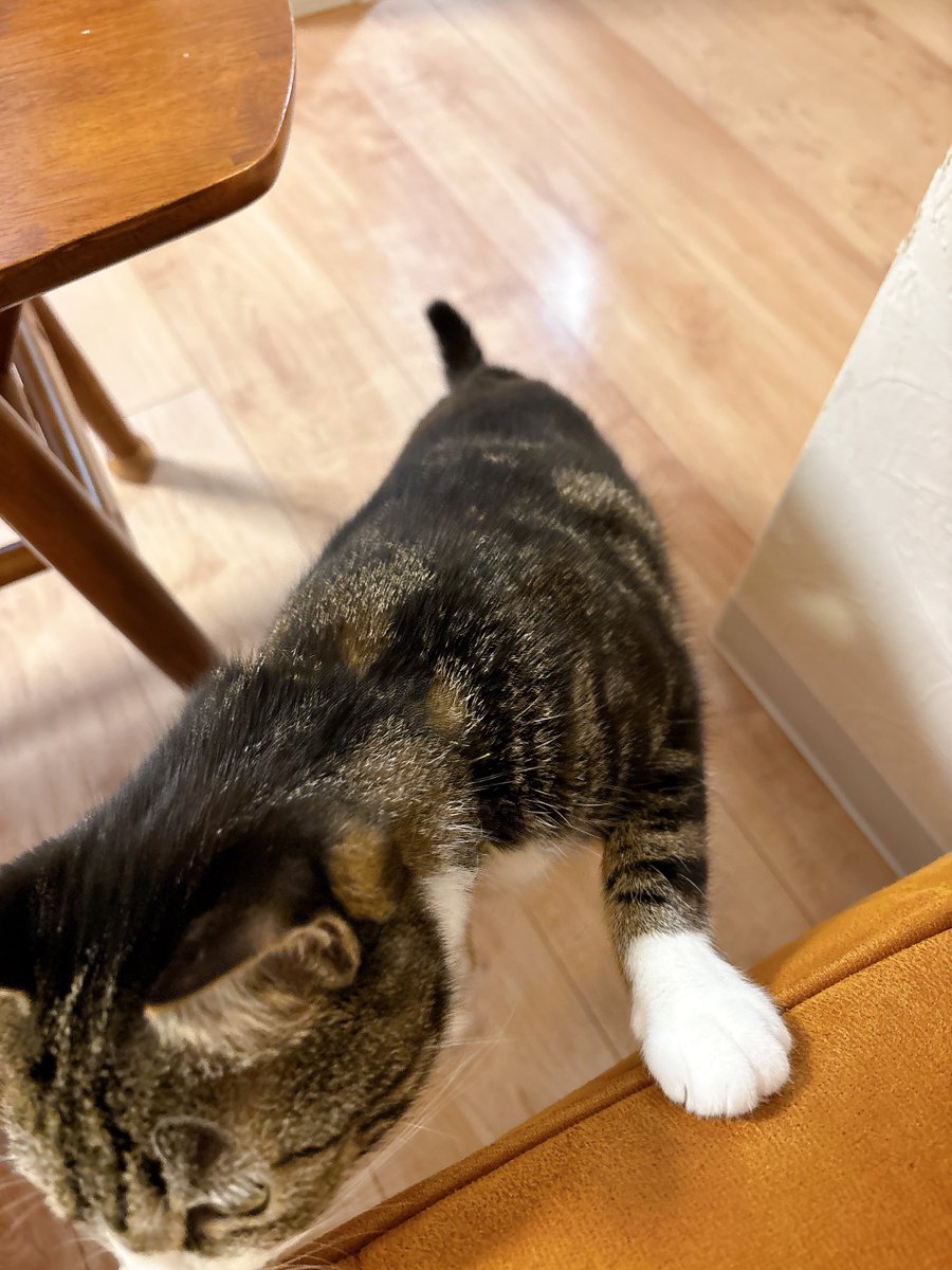 一定の距離を保って見てきてたけど、たまに私の足に若干触れて去って行ってて、最終的には足にぶつかって去っていくっていうのを繰り返してくれてました☺️
写真はスマホのストラップが気になって近づいてきてくれたときの(可愛い)