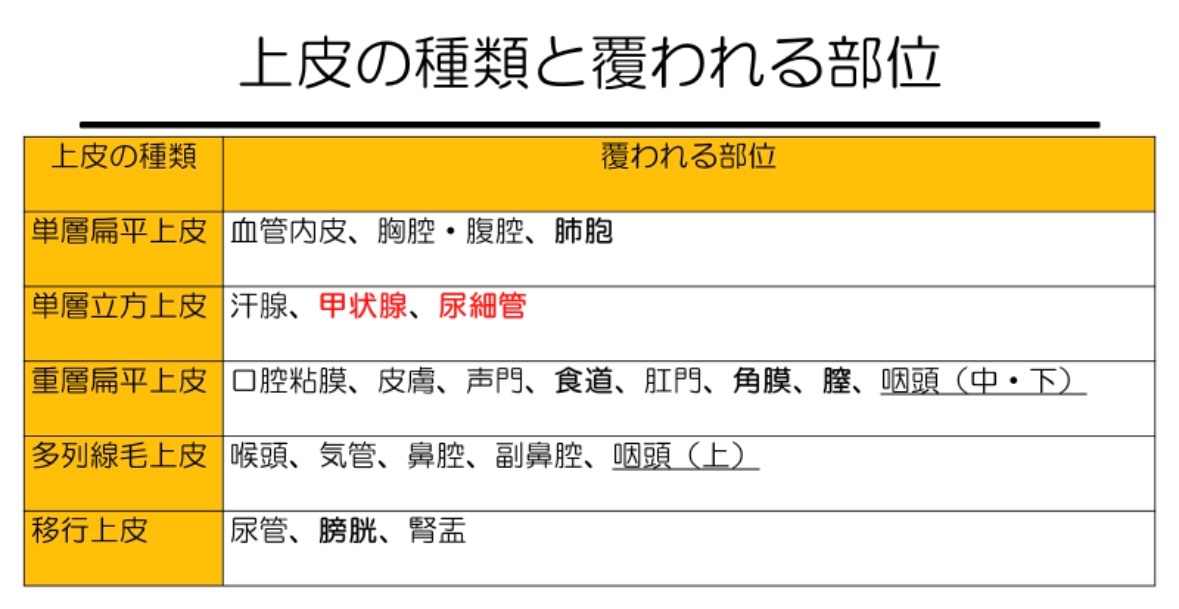 119回歯科医師国家試験対策 ロムニーハウス勉強会【講師 Dr.N
