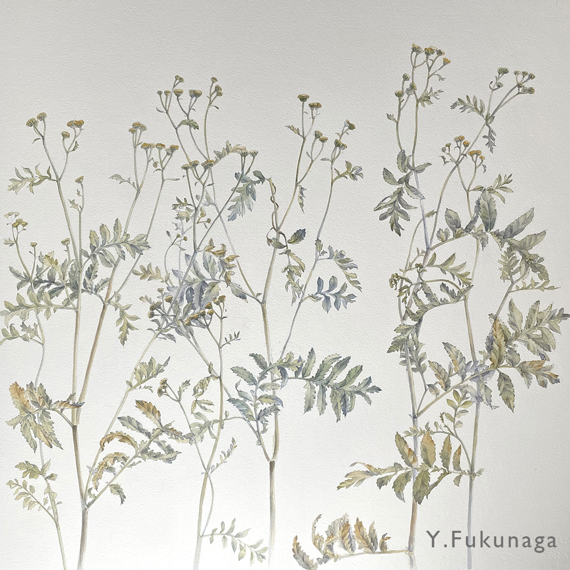 2025年も大変お世話になりました
心から感謝します。

作品の展示には、遠方からも見に来てくださり
ありがとうございました。
思うように仕事ができない状況の中、大変励まされました。

今後ともどうぞよろしくお願いいたします。

みなさま、どうぞ良いお年をお迎えください。