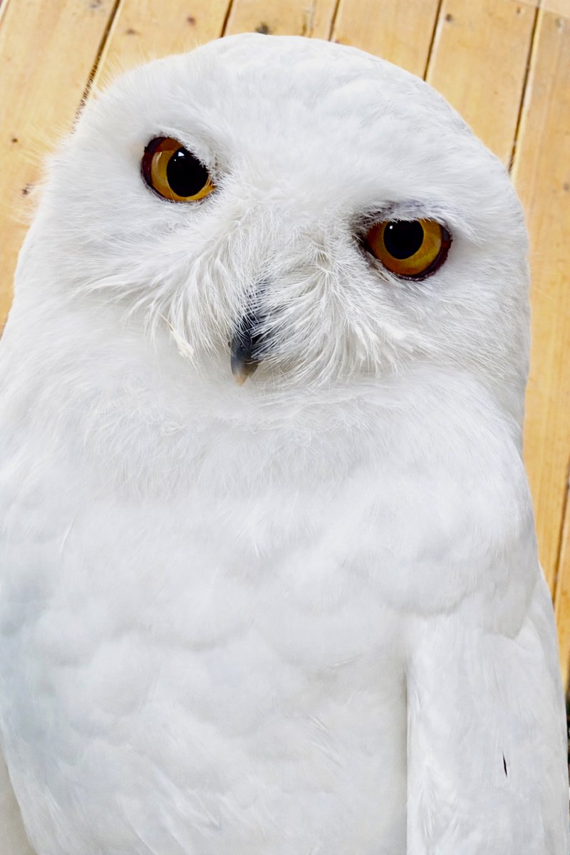 サト(satoosato) (@sato03271) / Posts / X