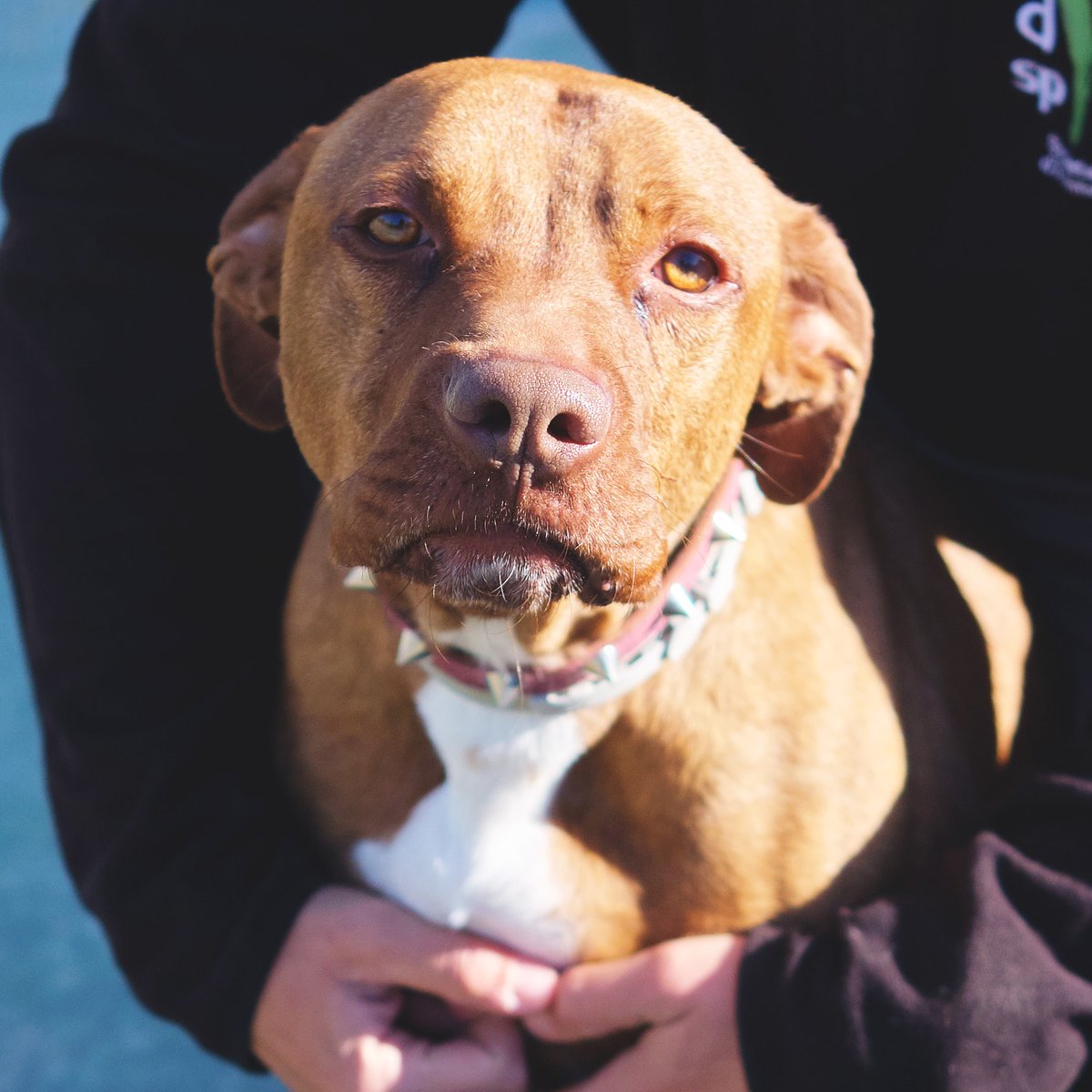 En Cairo (3 anys) necessita molta ajuda! 💔 Va arribar molt desconfiat, sense deixar-se tocar, però mica en mica comença a confiar. Necessita una família amb paciència, temps i un entorn tranquil per ajudar-lo. 🏡 📲 Adopta’l #AdoptaCairo #GossosEnAdopció