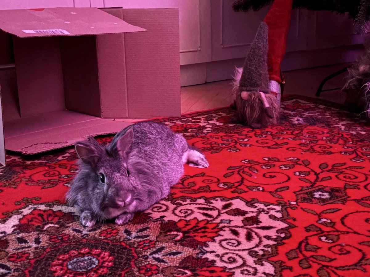 довірливий мудак (@gnoma_gullible) on Twitter photo 