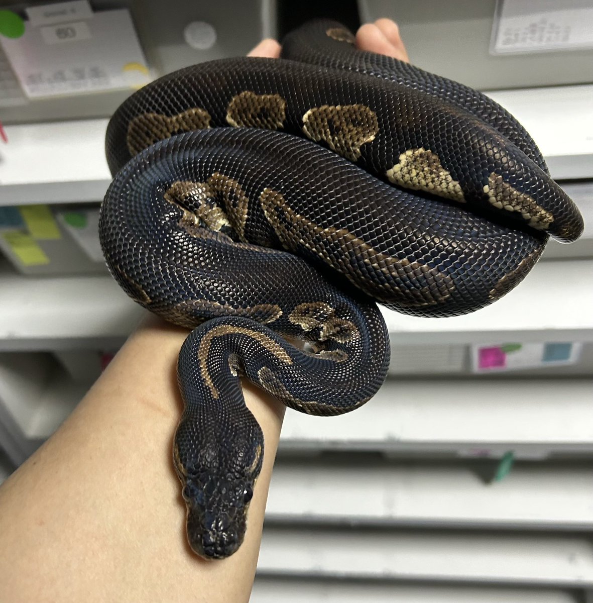 RAMPAGE(Ballpython Breeders Market) tweet media