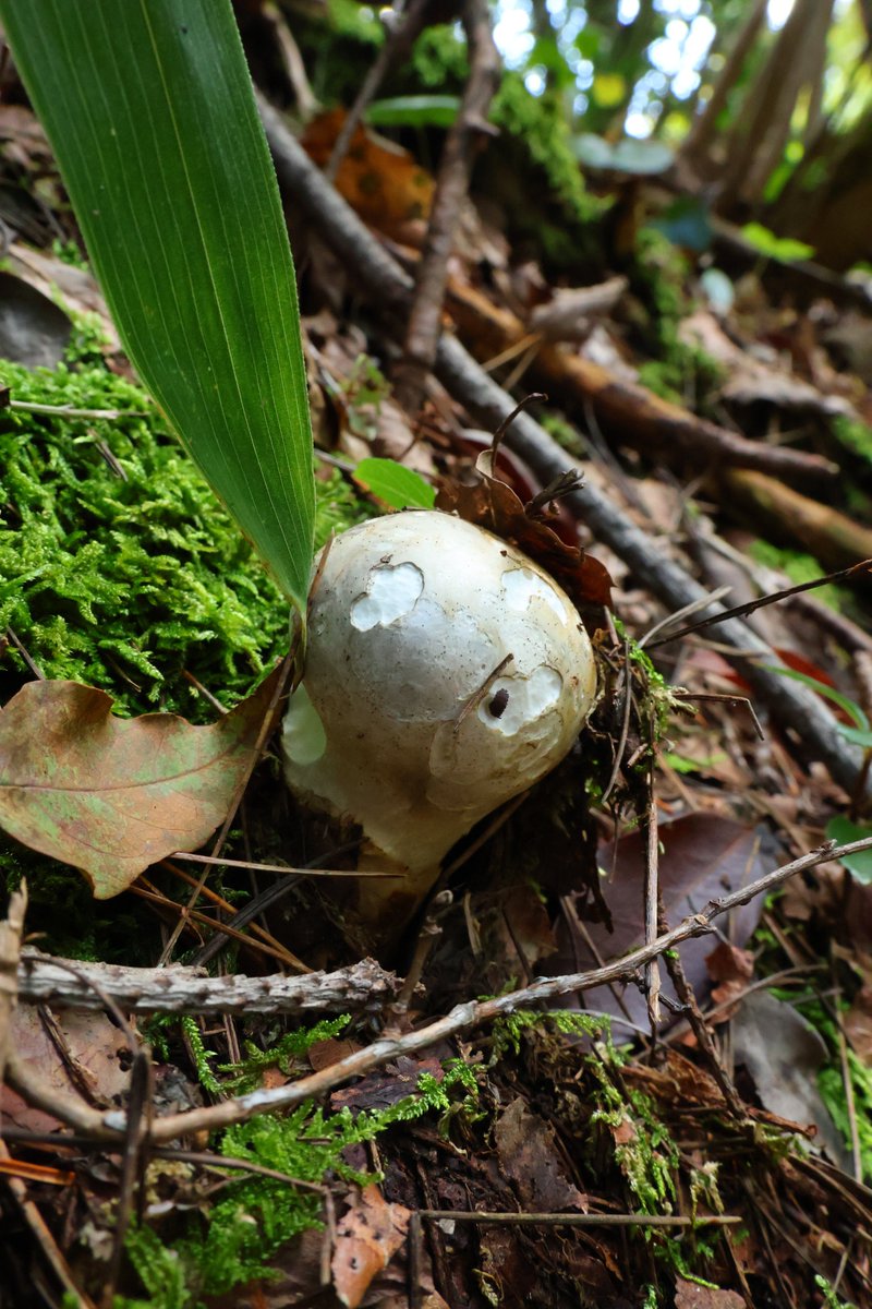 去年出会えなかったモミタケに、今年出会えたのは収穫。