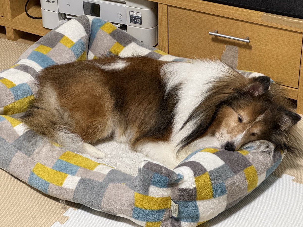 シャンプーで疲れ犬