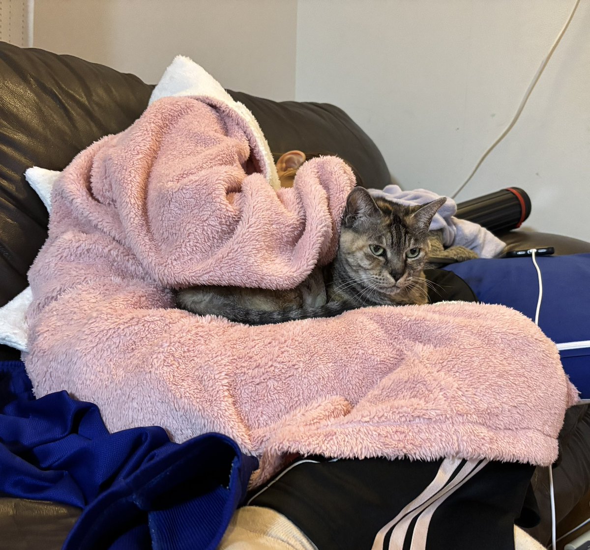 ねむるねこ (@nobita4989) / Posts / X