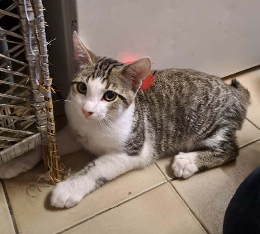 MissingTarn81's tweet image. 31.12.25 Perdu chat tigré/blanc à Albi (Renaudié). "Squichy". Contact : facebook.com/profile.php?id… #Tarn