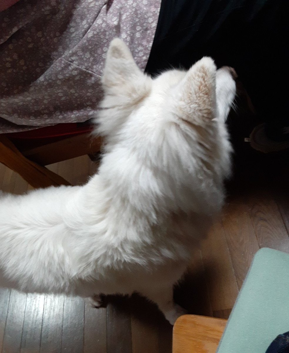 いぬい Post by INU🐶 on X: いぬ