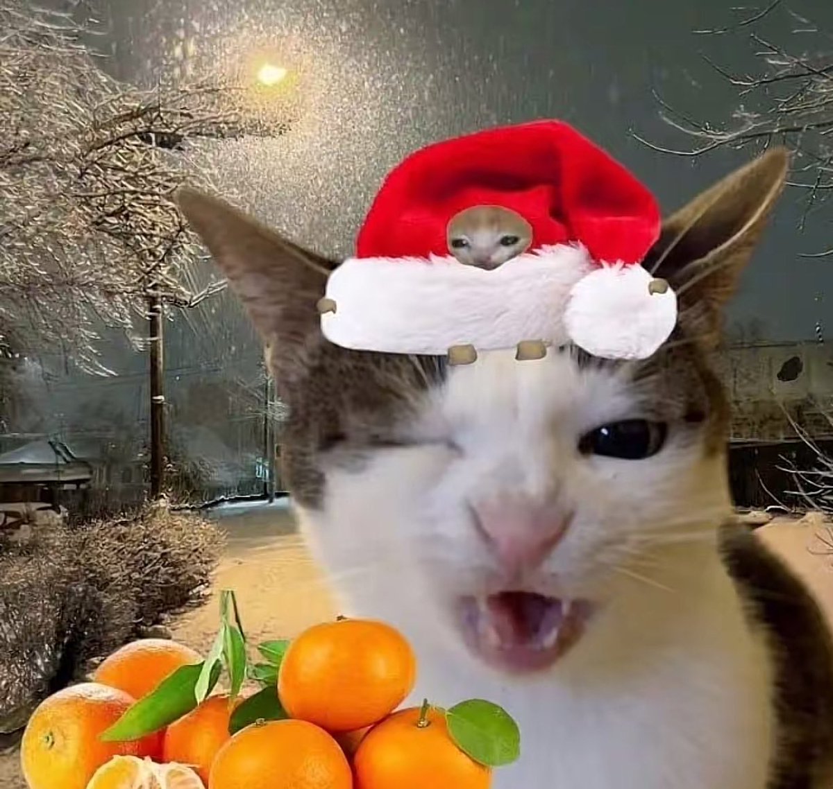 Yeni yilda psipisilediginiz tum kedilerin size kosa kosa gelmesi dileklerimle 🌟🌟🌟🌟🌟