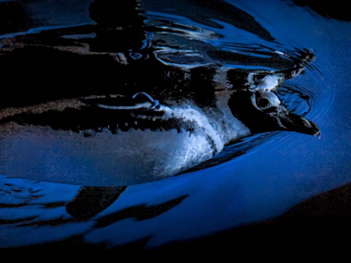 るるページ るるなっく (@ruru79) / Posts / X