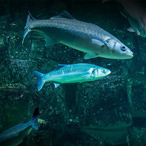 staroddi's tweet photo. 🐟 Four behavioural states of seabass defined based on level of heart rate and acceleration 💓

In a recent study, a team from  @IMEDEA_UIB_CSIC & @WUR implanted 12 European seabass with @staroddi DST milli-HRT ACT biologgers and subjected them to swim tunnel and crowding test. They measured a range of parameters including cost of transport (COT), head width frequency (HWF), head width amplitude (HWA), tail beat frequency (TBF), oxygen consumption (MO2), heart rate (HR), acceleration (ACC) and QRS wave amplitude (AMP).

You find a summary and publication link here 👉 https://t.co/f6INKdOpIy

#tinylogger #heartratelogger #heartrate #animalwelfare #activitylogger #heartratesensor #tinyheartratelogger #domesticresearch #domesticwelfare #aquaculture #biologger #physiologger