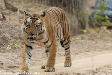 Tigers4Ever tweet media