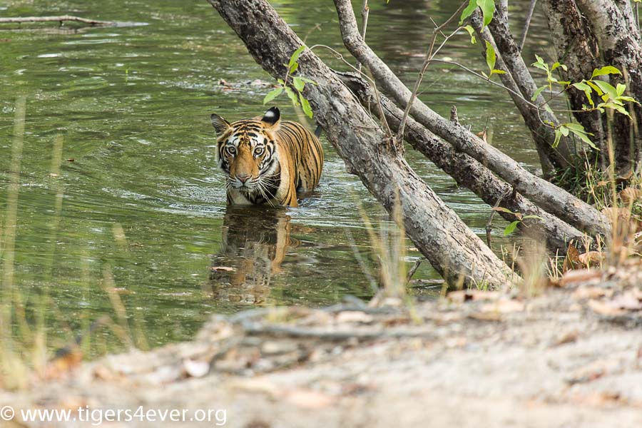 Tigers4Ever tweet media