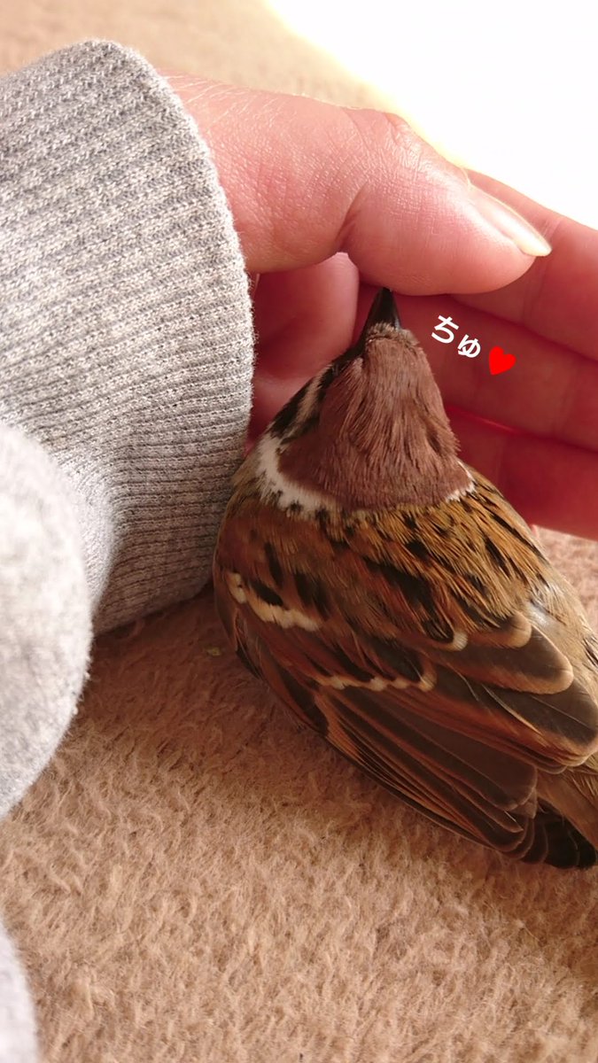 ちゅんちゅん ちゅんちゅん母ちゃん (@chunchunkaachan) / Posts / X