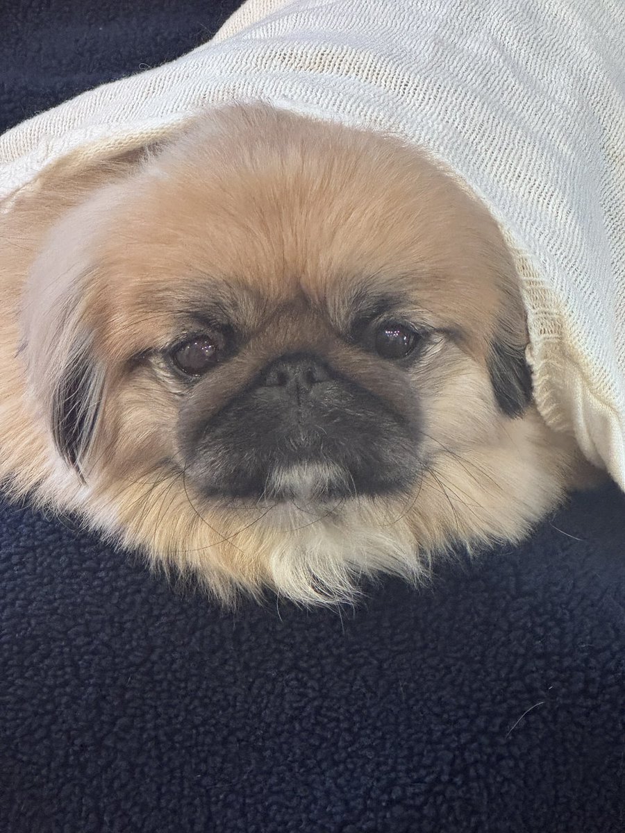 はるかページ はるか (@maguritto) / Posts / X