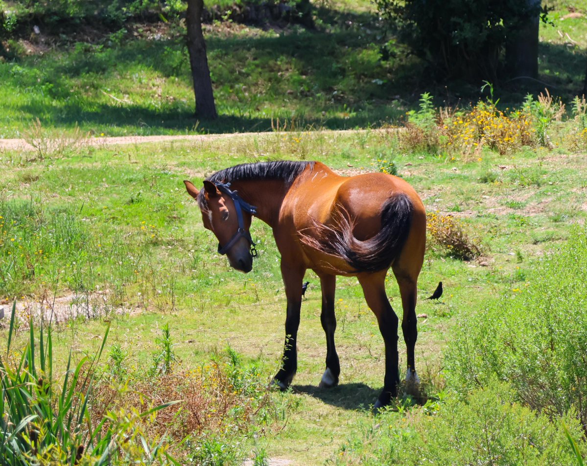 С наступающим годом Огненной Лошади!🥳

Пусть в новом году вам чаще попадаются маленькие чудеса: неожиданные птицы, редкие цветы, свет, красиво пробивающийся сквозь листву, свежие следы на земле. Пусть всегда будет время остановиться и увидеть это. 
Берегите себя и живое вокруг🌿