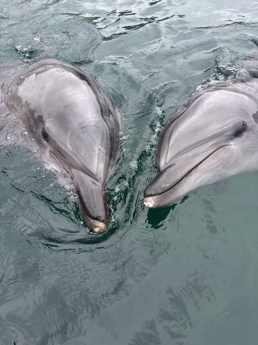 つくみイルカ島【公式】 (@irukajima_staff) / Posts / X