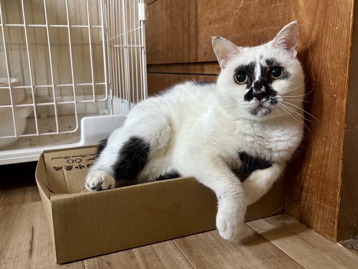 2025年もあと数時間で終わりますね〜
今年は本格的に保護猫活動を始めたり、泥猫倶楽部の移転があったりと忙しい1年でした
来年は民泊と保護猫シェルター開設に向けて更に頑張って参ります！
皆さまよいお年をお迎えください
来年もよろしくお願いいたします🐈‍⬛