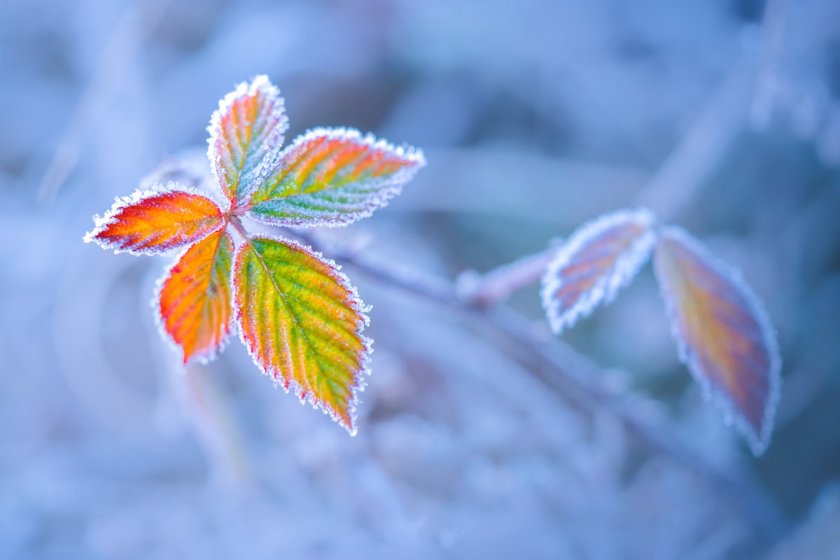 Continuing with the beauty of the small details in nature.
