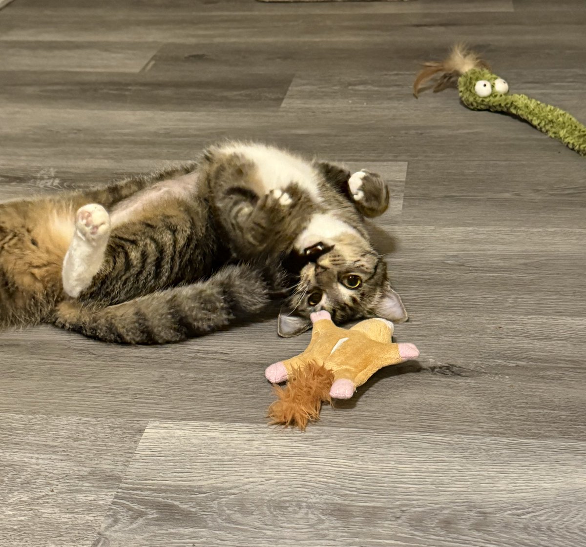 StoneColderest's tweet image. Artemis has officially been at her new home for one night now! She’s adapting very well to the new space and I would commit crusades for this creature. Also as a first time cat dad any tips about owning a cat are appreciated! 🩵