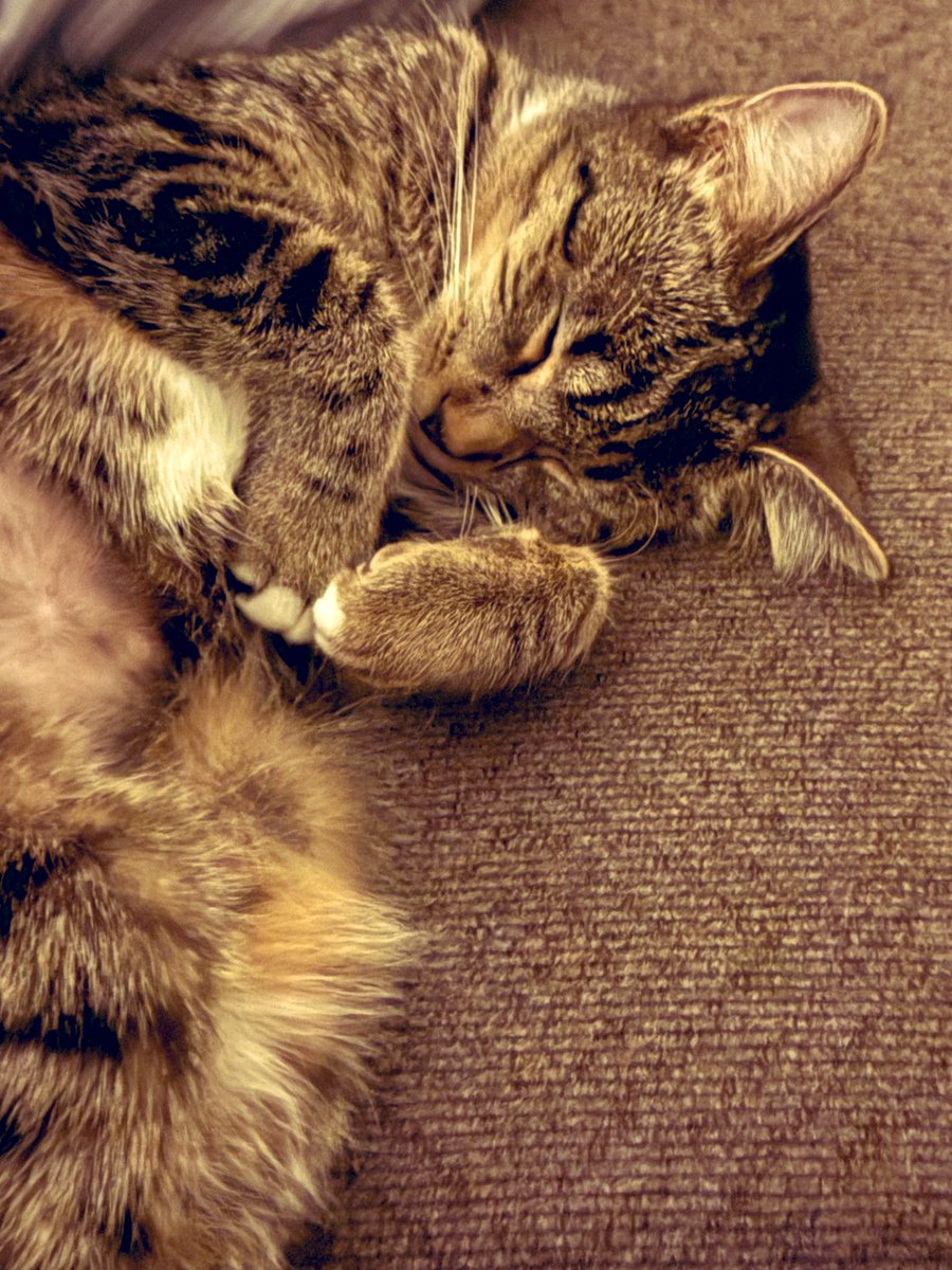 StoneColderest's tweet image. Artemis has officially been at her new home for one night now! She’s adapting very well to the new space and I would commit crusades for this creature. Also as a first time cat dad any tips about owning a cat are appreciated! 🩵