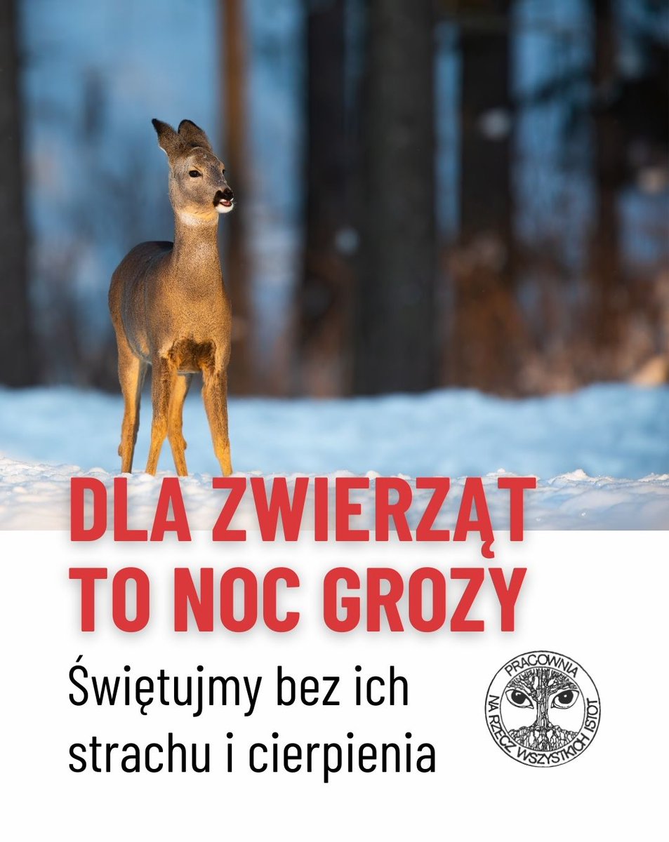 #Sylwester to jeden z najgorszych dni w roku dla zwierząt 🦌🐕🐦‍⬛
A przecież możemy świętować bez huku i chaosu.
Coraz więcej miast i organizacji mówi wprost: 
tak dalej być nie może.
#niestrzelamwsylwestra
✨ Czy #rok2026 przyniesie w Polsce przełom?
dzikiezycie.pl/aktualnosci/61…