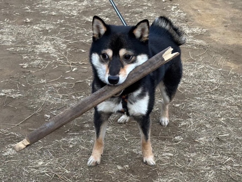 黒豆柴】煮豆 (@nimame_0130) / Posts / X