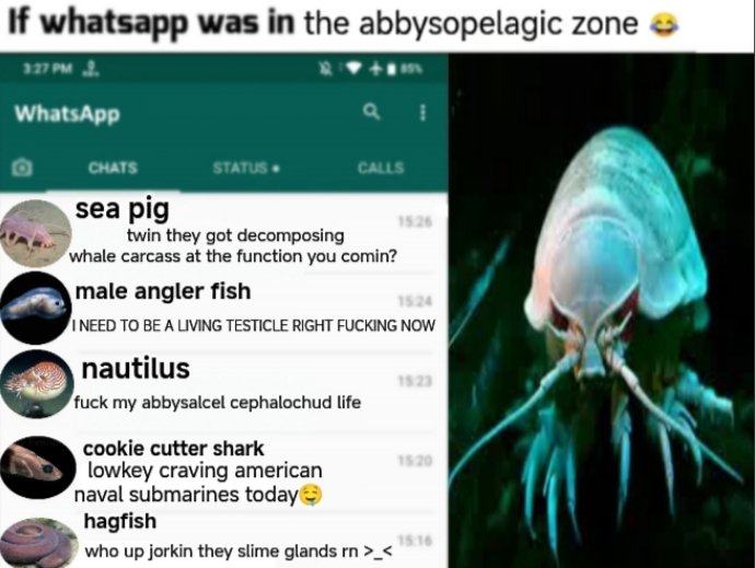 shadoomf🪲🇵🇸(homunculus enjoyer) tweet media