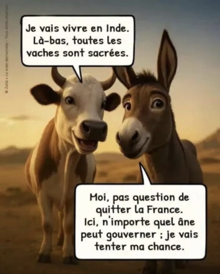 RenFlock080274's tweet image. Tellement criant de vérité !
Je suis français de "souche" mais je dois dire que le français dans son ensemble est un âne qui n’a pas compris le vrai sens de la vie.
