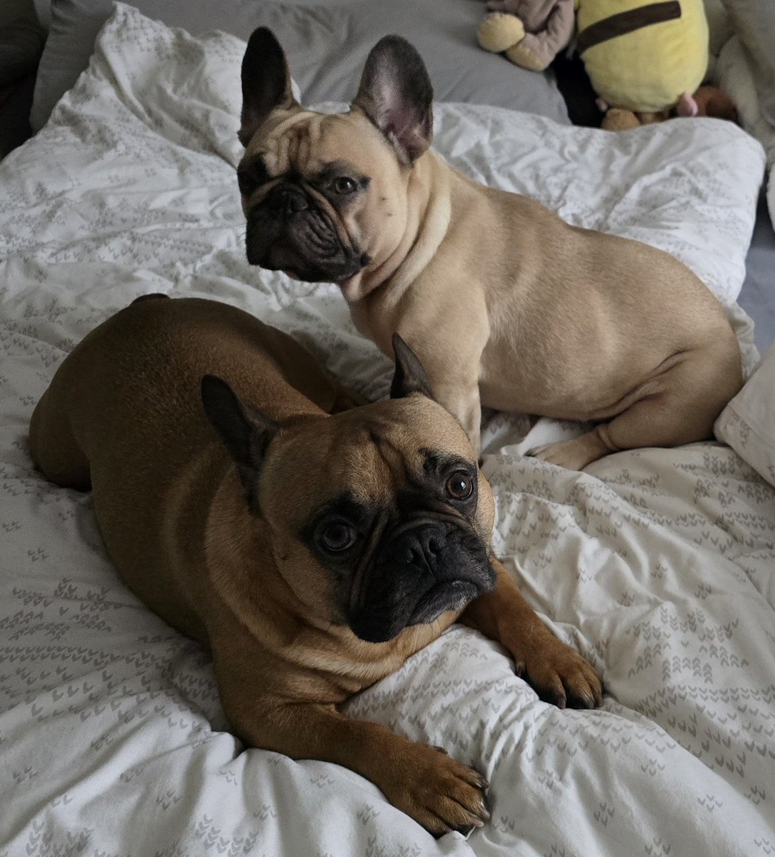 Finneas & Frieda, The Frenchie Connection tweet media