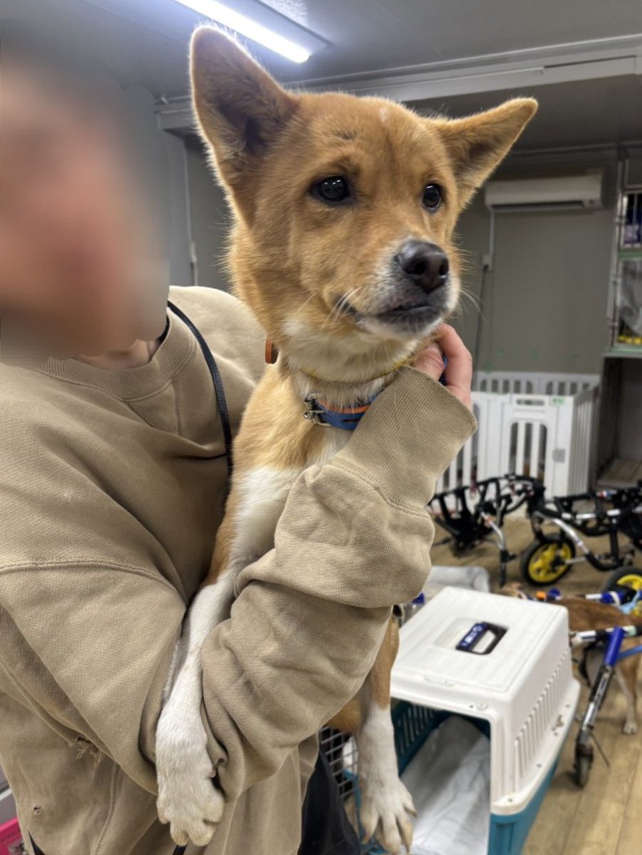 animalSmileKGW's tweet photo. 📣拡 散 希 望 📣

🐶迷子犬 預かっています🐶

2025年12月31日17時頃
香川県綾歌郡綾川町にて
6-10歳のメスのワンコを
保護し預かっています。

お心あたりの方は
ご連絡ください。 https://t.co/RRkO5ZcNMa