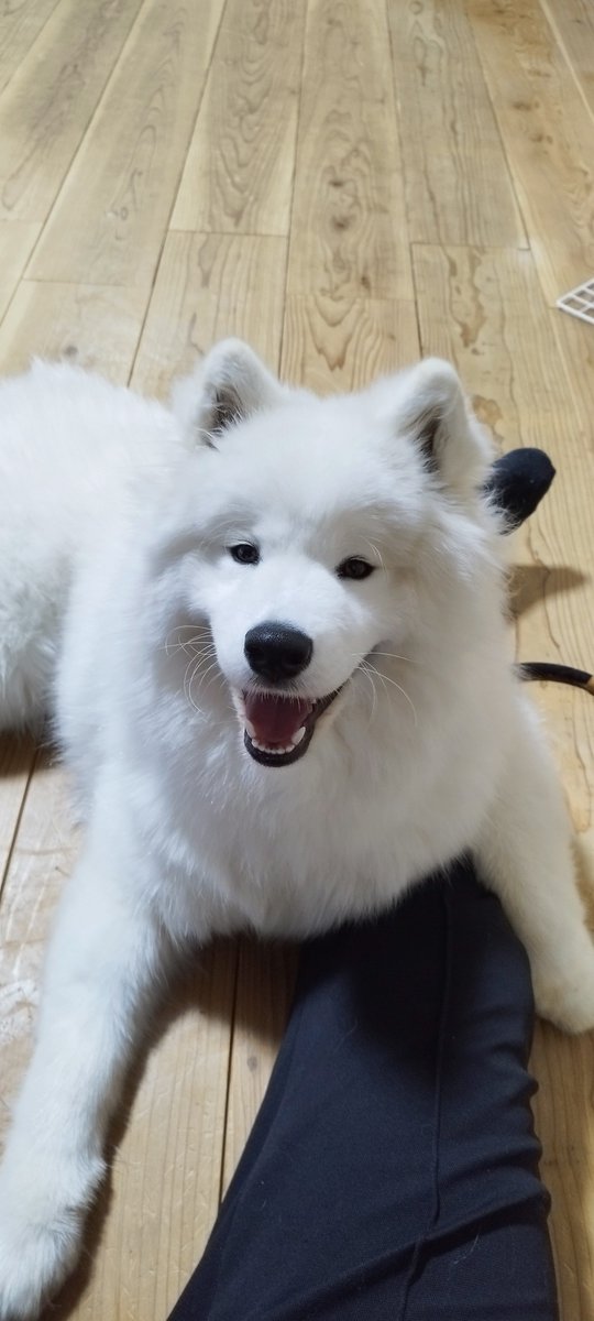 ねんまつのいぬ❄🐶今年も1年ありがとうございました。来年もいっぱいもふもふしていきもふ🐶