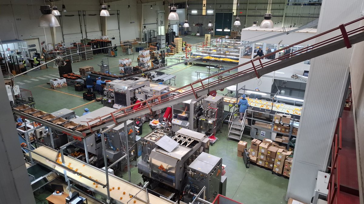 🍊 Visitamos la Cooperativa San Sebastián de Lora del Río, en plena campaña de naranja y con la mandarina ya en marcha.

Buenas previsiones y excelente calidad esta temporada.

 👉Se esperan unos 20 M kg de naranjas y 2 M kg de mandarinas al cierre de campaña.

#Cítricos