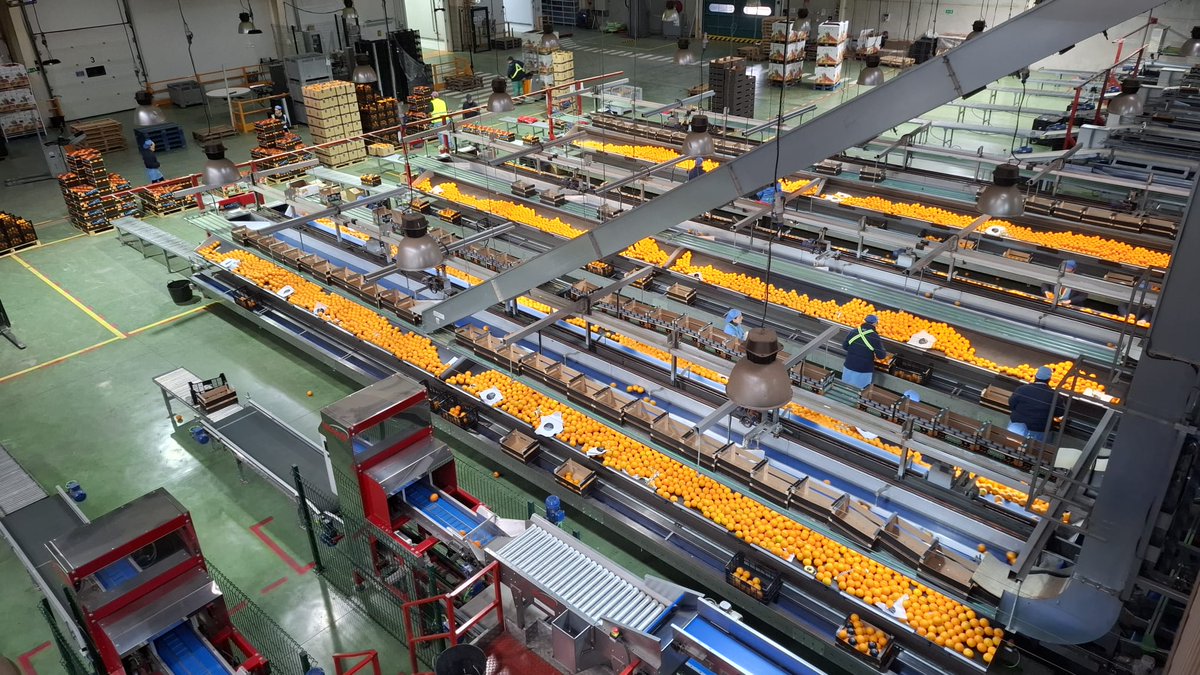 CoopsAgroSEV's tweet photo. 🍊 Visitamos la Cooperativa San Sebastián de Lora del Río, en plena campaña de naranja y con la mandarina ya en marcha.

Buenas previsiones y excelente calidad esta temporada.

 👉Se esperan unos 20 M kg de naranjas y 2 M kg de mandarinas al cierre de campaña.

#Cítricos #Cooperativismo #CampoAndaluz